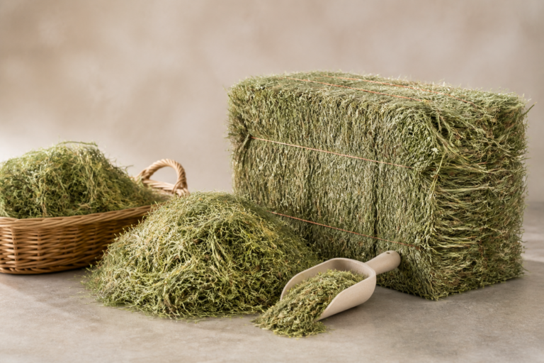 Best Orchard Grass Hay Deals